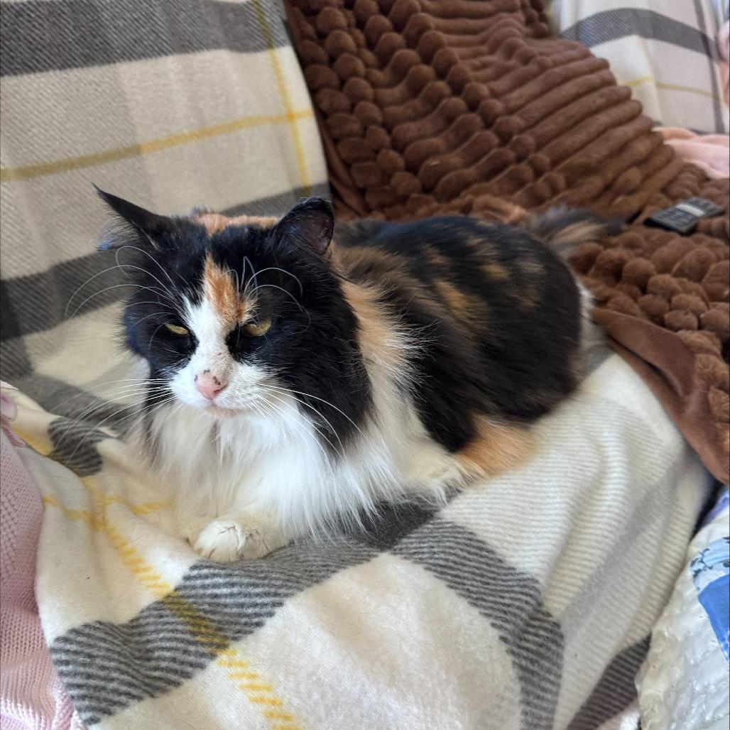 Darla, a Adoptable Domestic Long Hair in Hailey, ID image 5/6