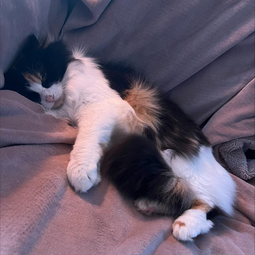 Darla, a Adoptable Domestic Long Hair in Hailey, ID image 6/6