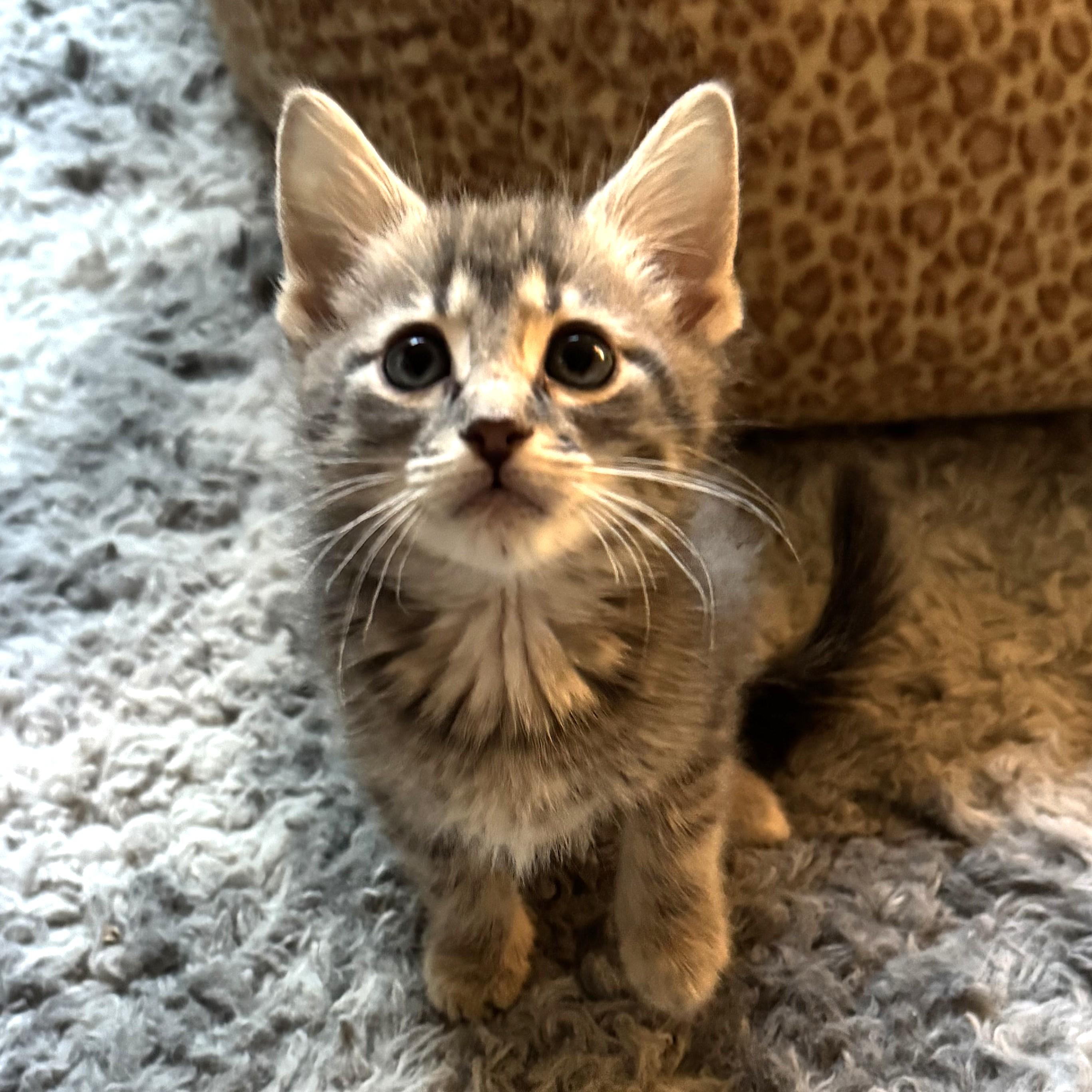 Enlarge Krone (Pre Adoption ONLY), a Adoptable Domestic Short Hair in Allen, TX image 3/5