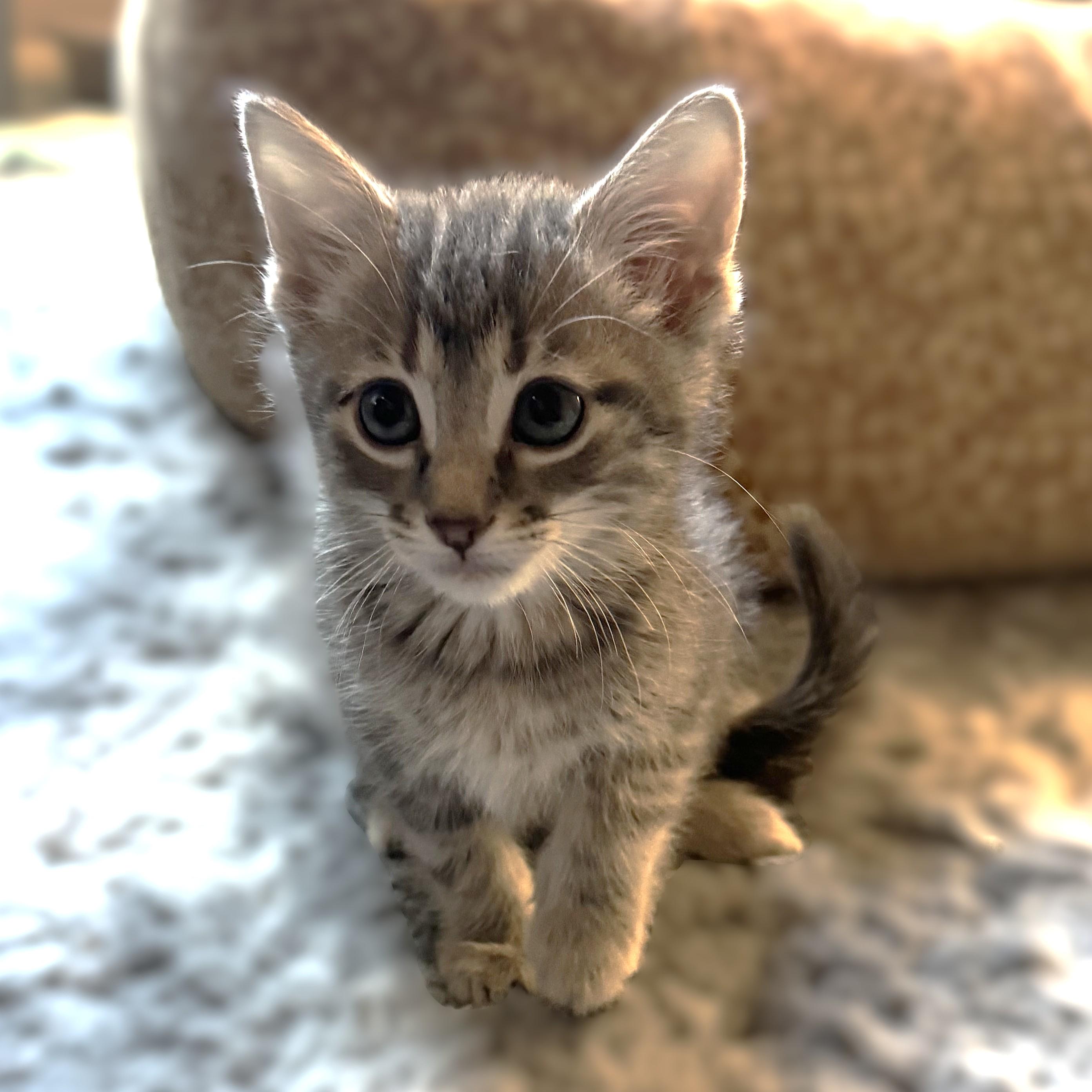 Enlarge Krone (Pre Adoption ONLY), a Adoptable Domestic Short Hair in Allen, TX image 5/5