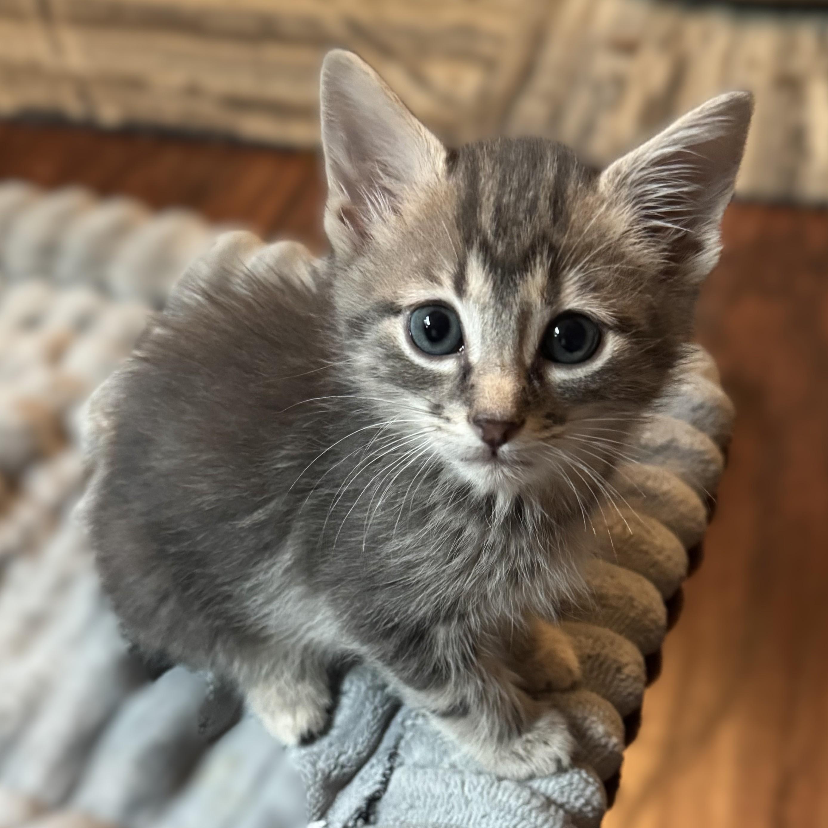 Krone (Pre Adoption ONLY), Adoptable, Kitten Male Domestic Short Hair.