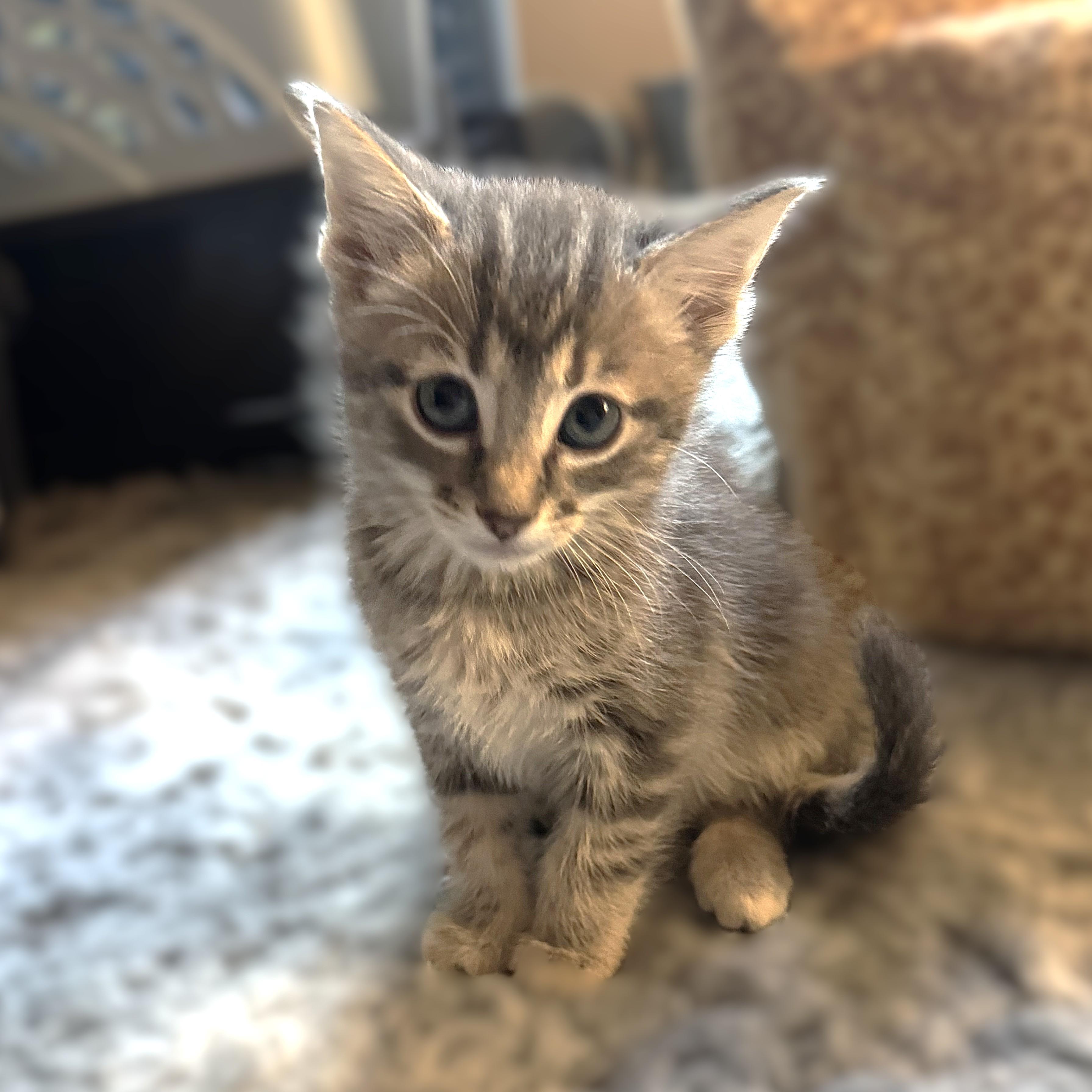 Enlarge Krone (Pre Adoption ONLY), a Adoptable Domestic Short Hair in Allen, TX image 4/5