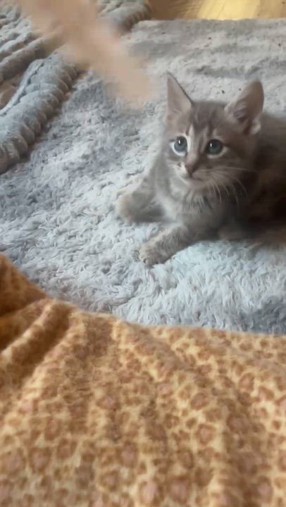 Enlarge Krone (Pre Adoption ONLY), a Adoptable Domestic Short Hair in Allen, TX video 2/5