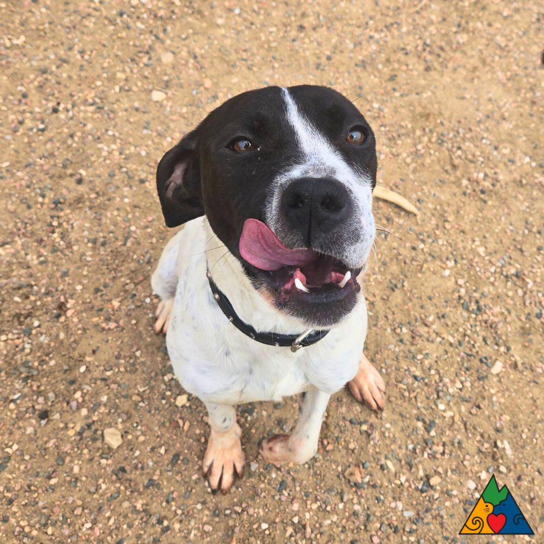 Wiggles, a ADOPTABLE Mixed Breed in Douglas, WY image 2/4