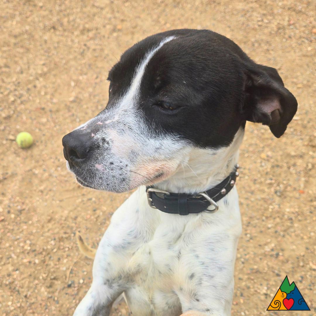 Wiggles, a ADOPTABLE Mixed Breed in Douglas, WY image 3/4