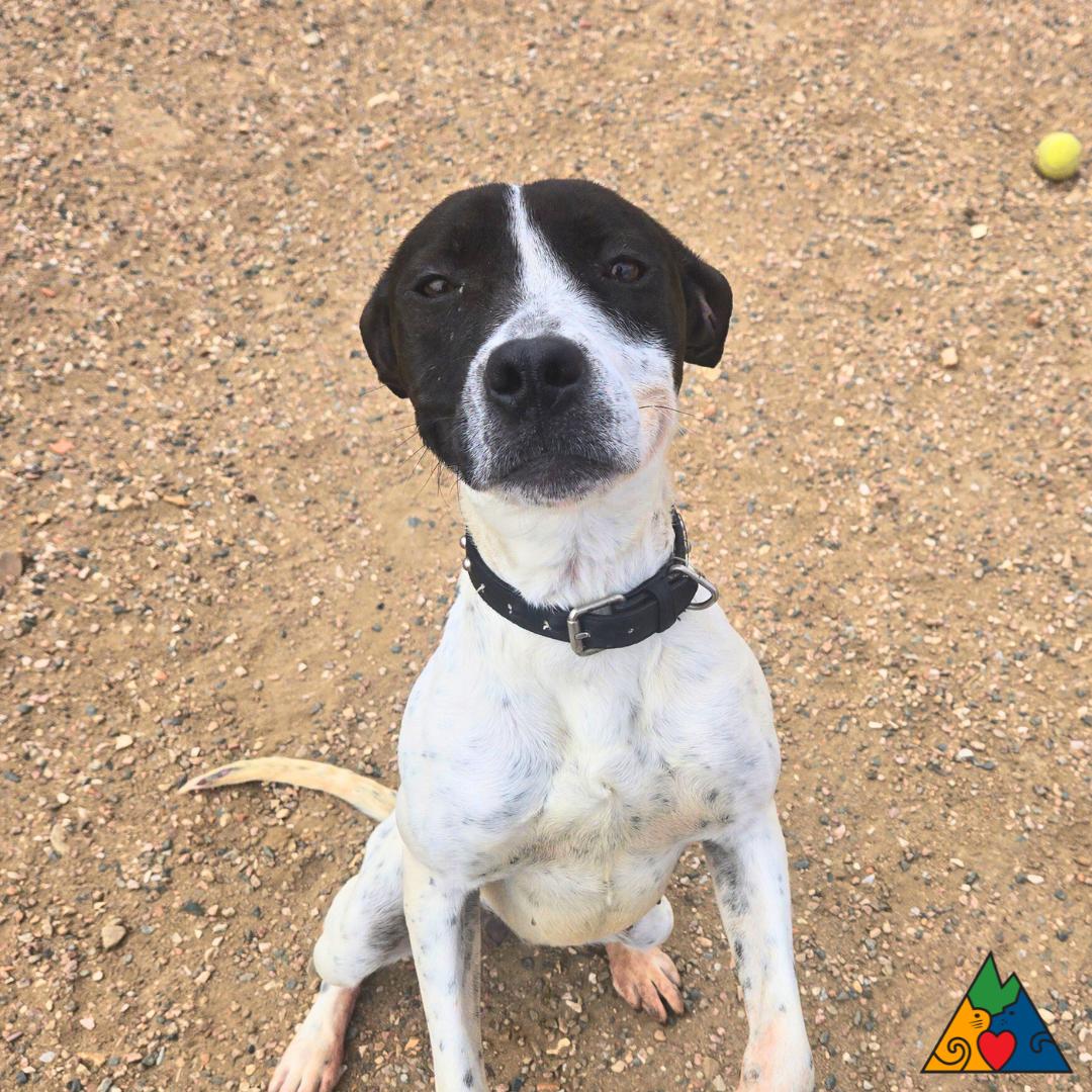 Wiggles, a ADOPTABLE Mixed Breed in Douglas, WY image 4/4