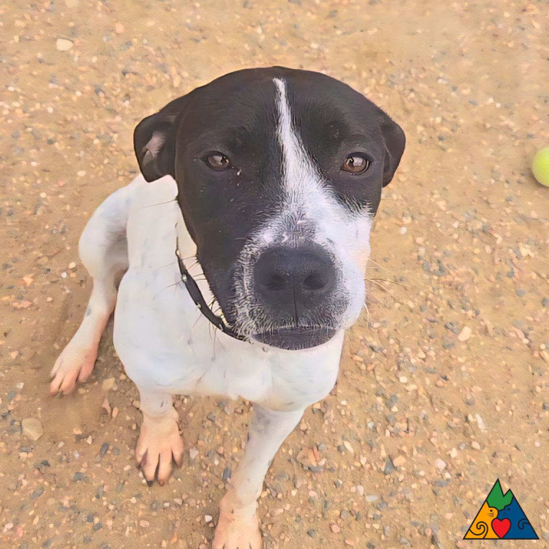 Wiggles, a ADOPTABLE Mixed Breed in Douglas, WY image 1/4