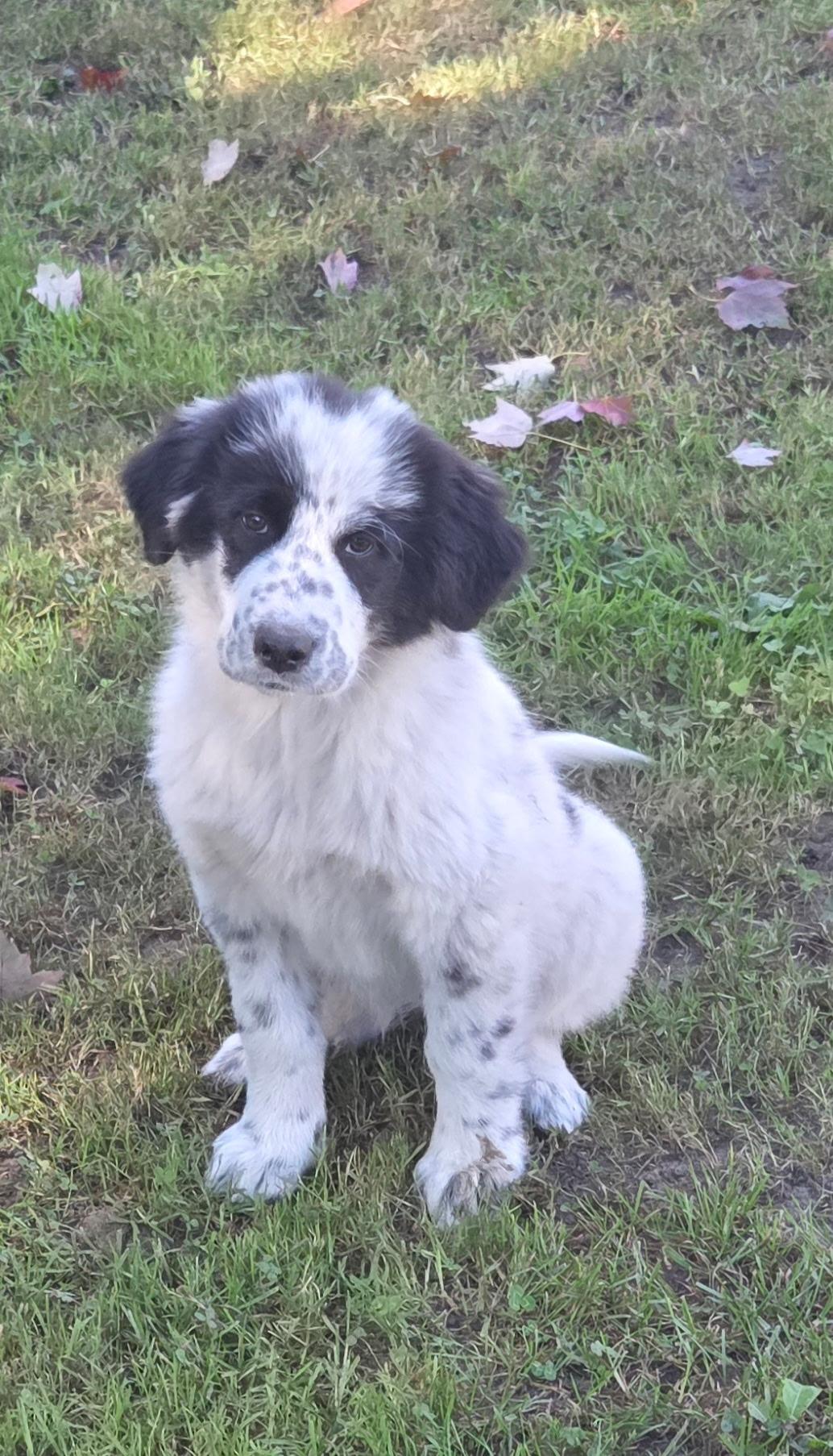 Enlarge Peggy, a Adoptable Great Pyrenees in Port Huron, MI image 1/1