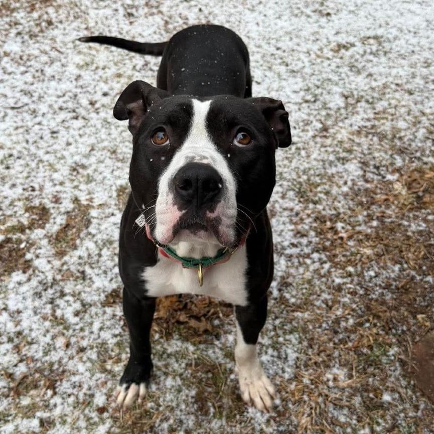 Enlarge Fuji, a Adoptable Mixed Breed in Alexandria, VA image 2/6