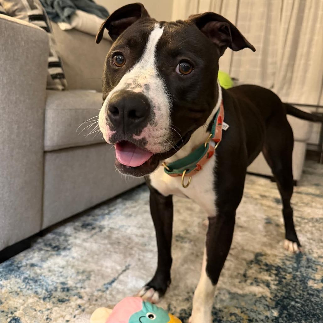 Enlarge Fuji, a Adoptable mixed breed in Rockville, MD image 1/6