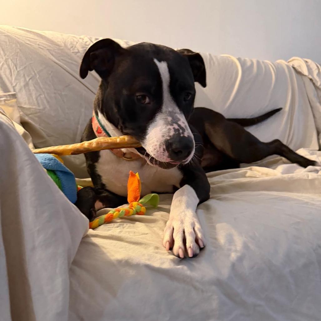 Enlarge Fuji, a Adoptable Mixed Breed in Alexandria, VA image 3/6