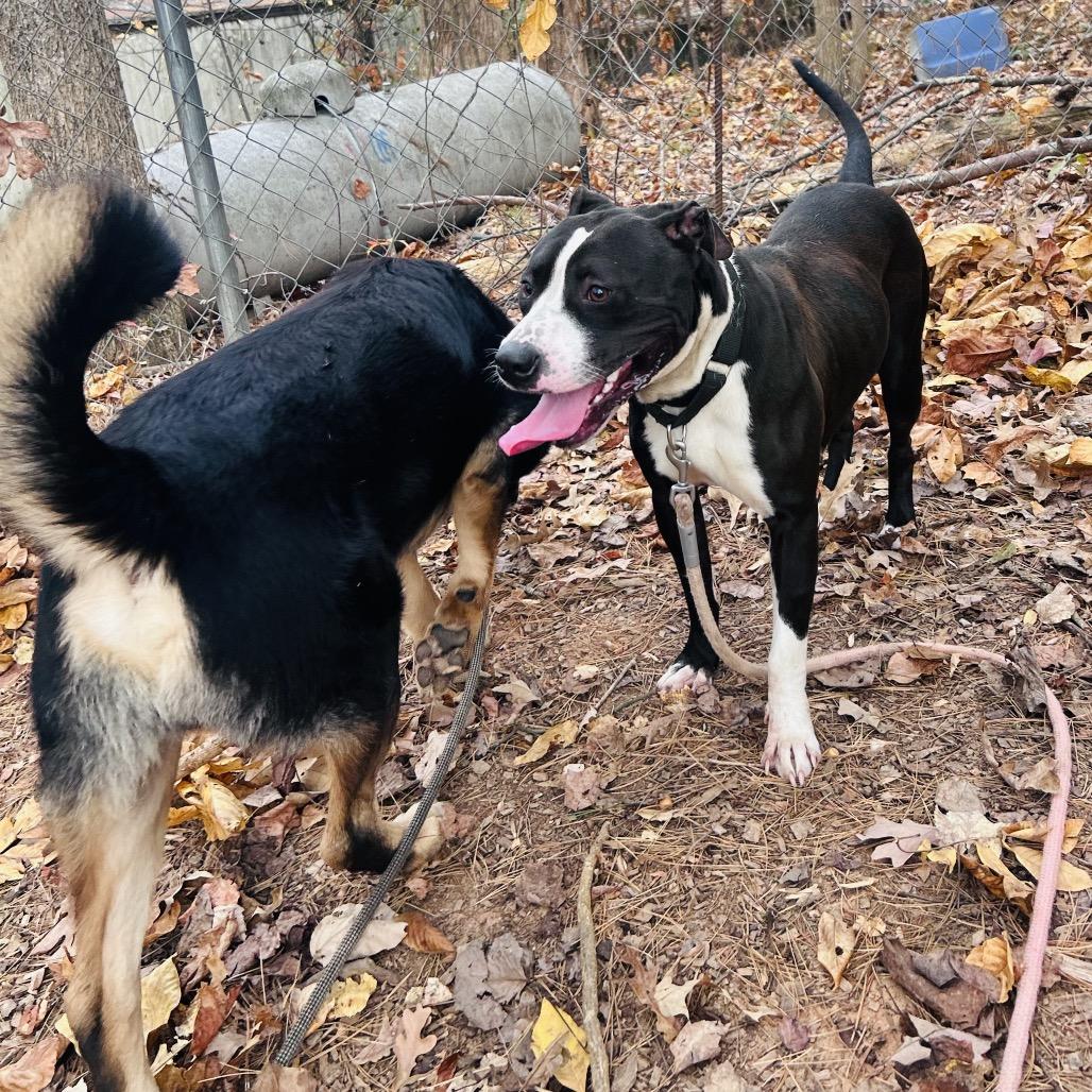 Enlarge Fuji, a Adoptable mixed breed in Rockville, MD image 3/6