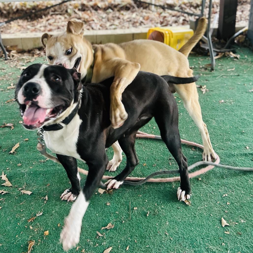 Enlarge Fuji, a Adoptable mixed breed in Rockville, MD image 4/6