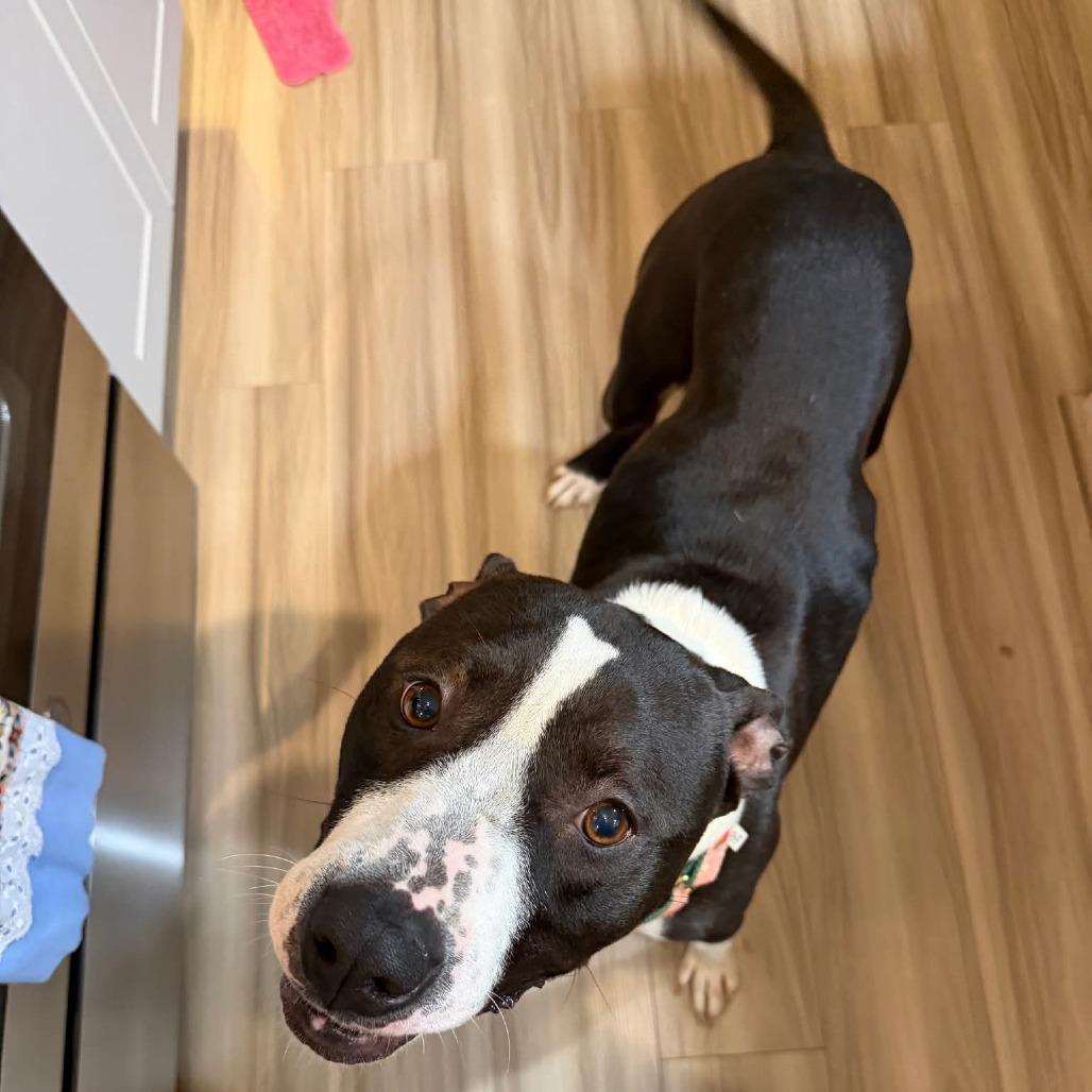 Enlarge Fuji, a Adoptable Mixed Breed in Alexandria, VA image 5/6