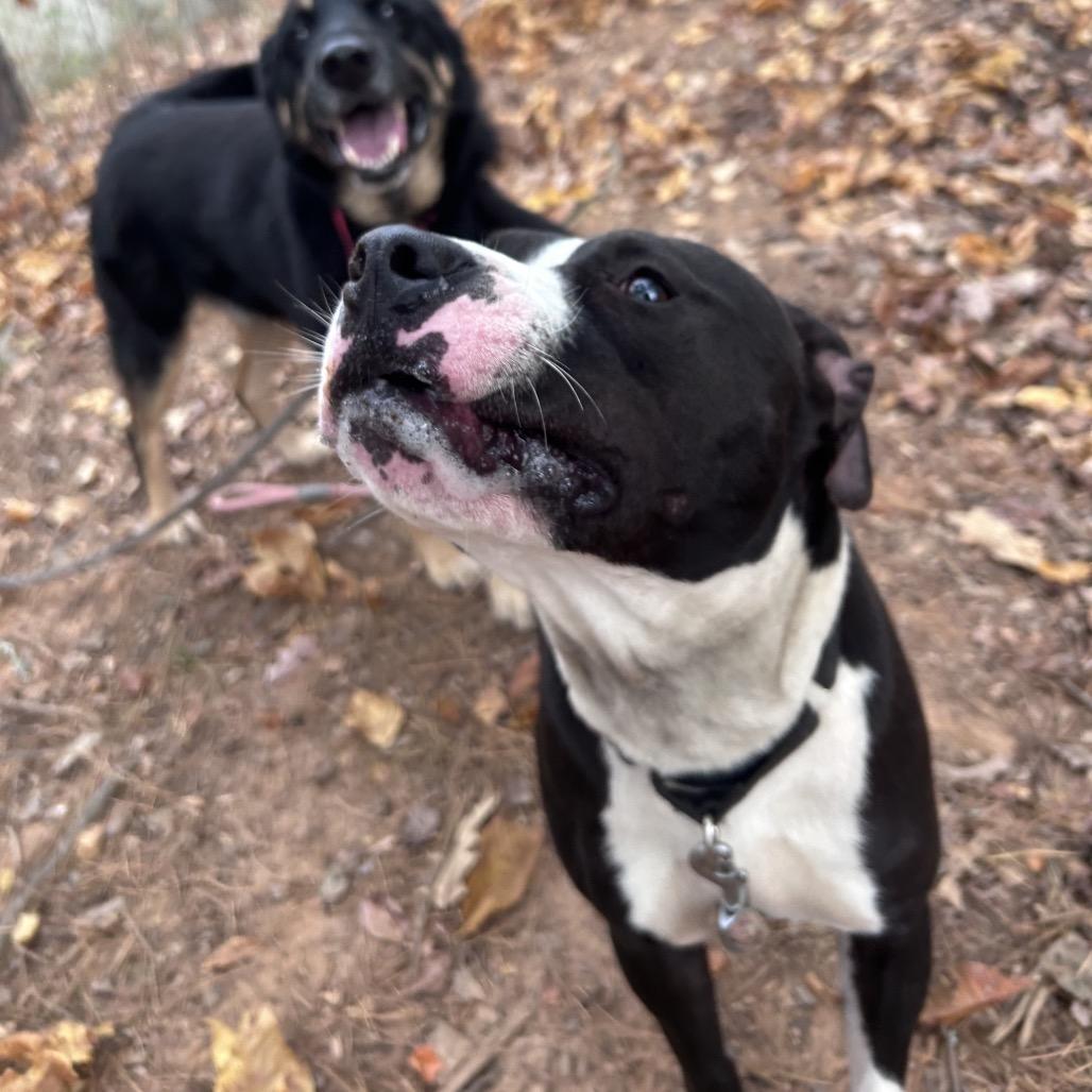 Enlarge Fuji, a Adoptable Mixed Breed in Alexandria, VA image 6/6