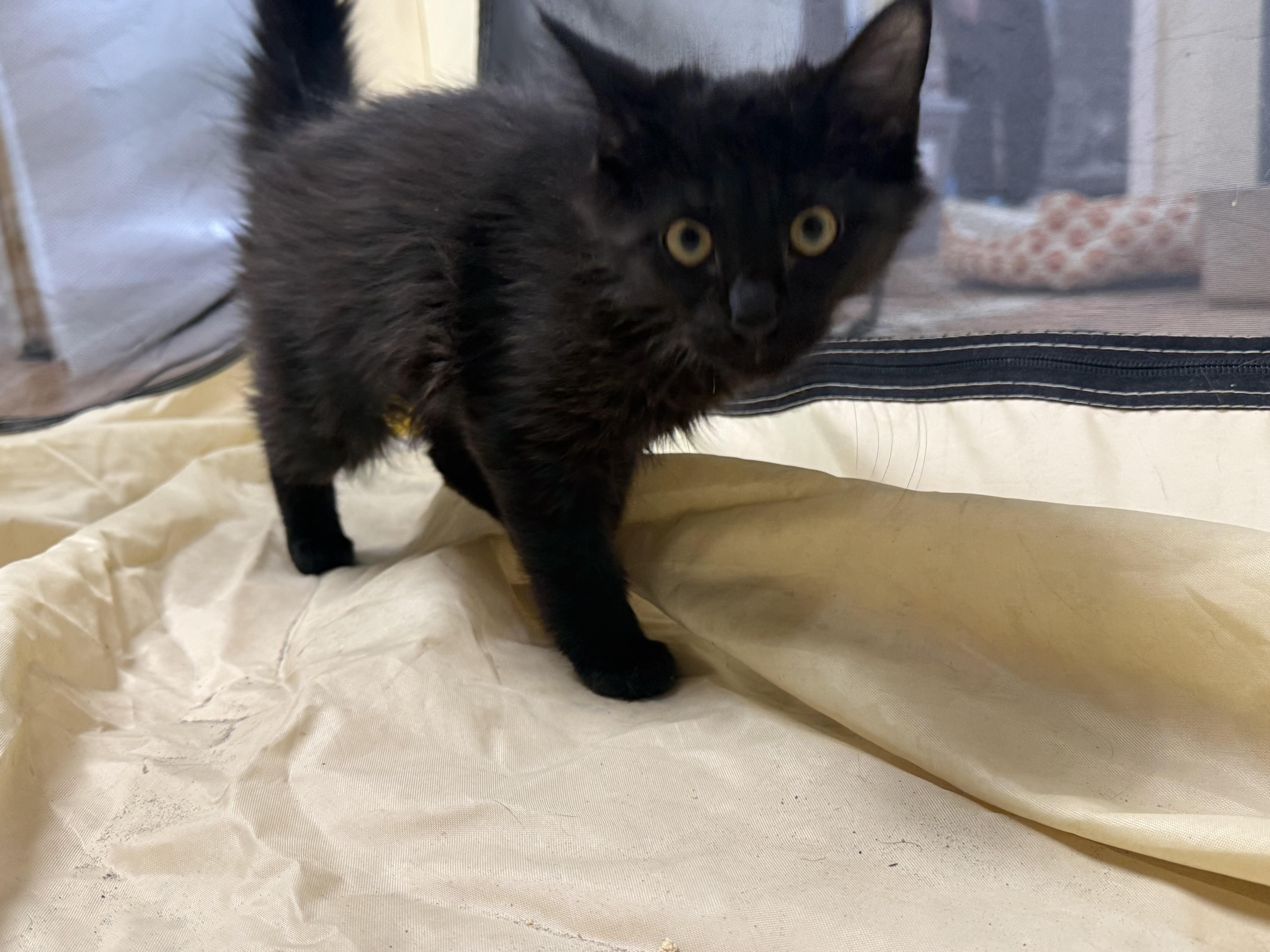 Angela, ADOPTABLE, Kitten Female Domestic Long Hair.