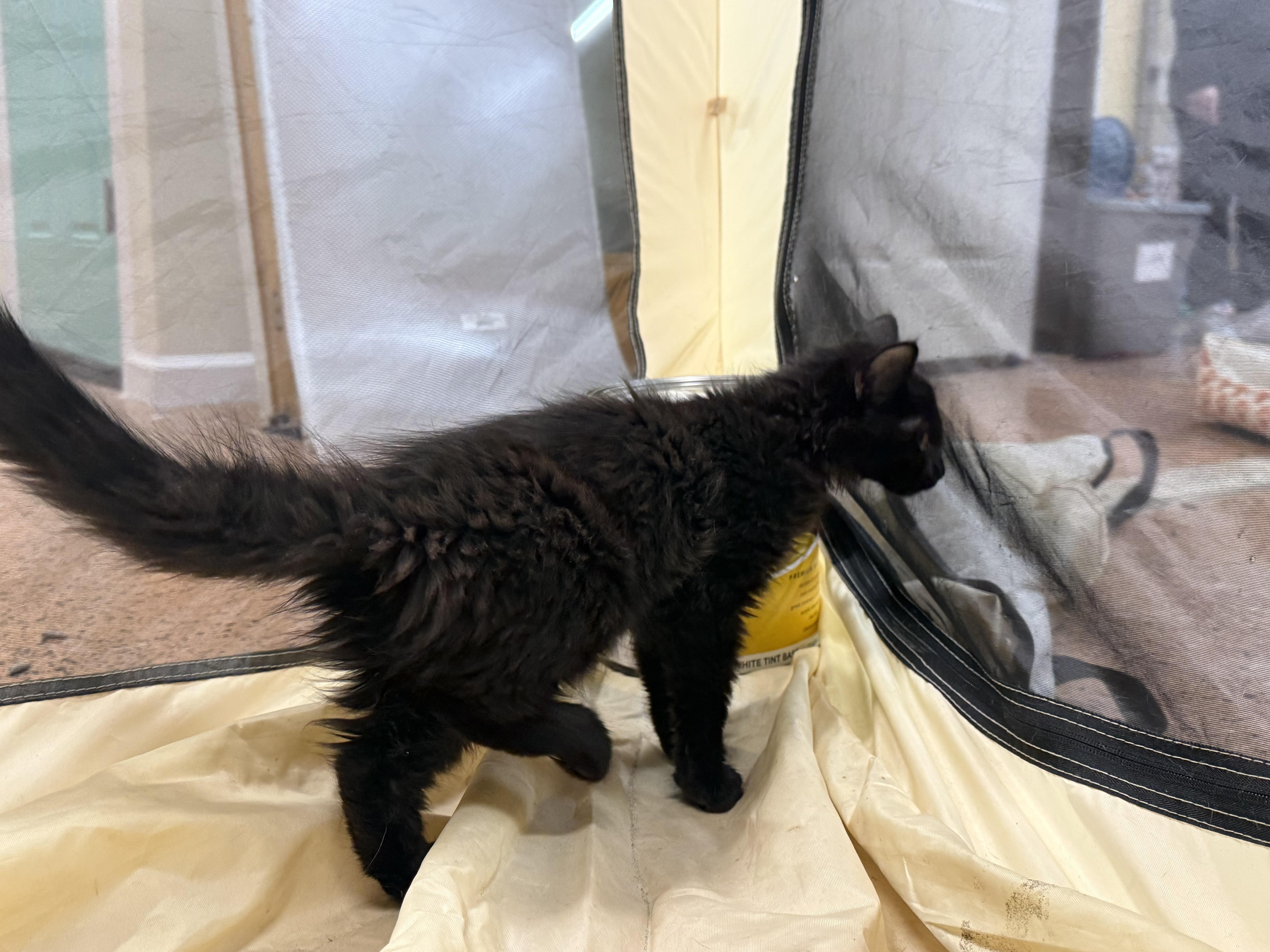 Enlarge Angela, a ADOPTABLE Domestic Long Hair in Galloway, NJ image 5/5