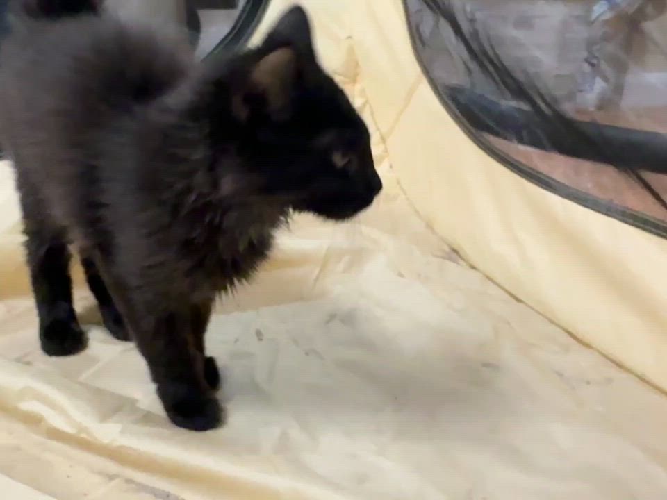 Enlarge Angela, a ADOPTABLE Domestic Long Hair in Galloway, NJ video 3/5