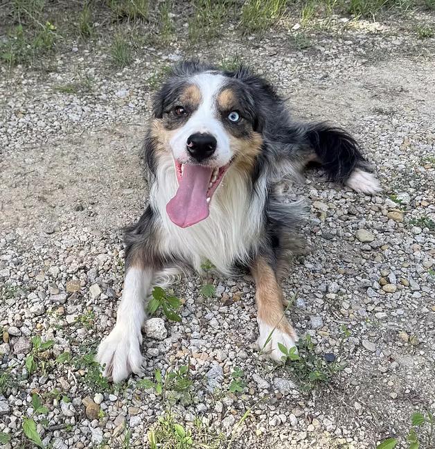 Ian Morgan, Adoptable, Adult Male Australian Shepherd.