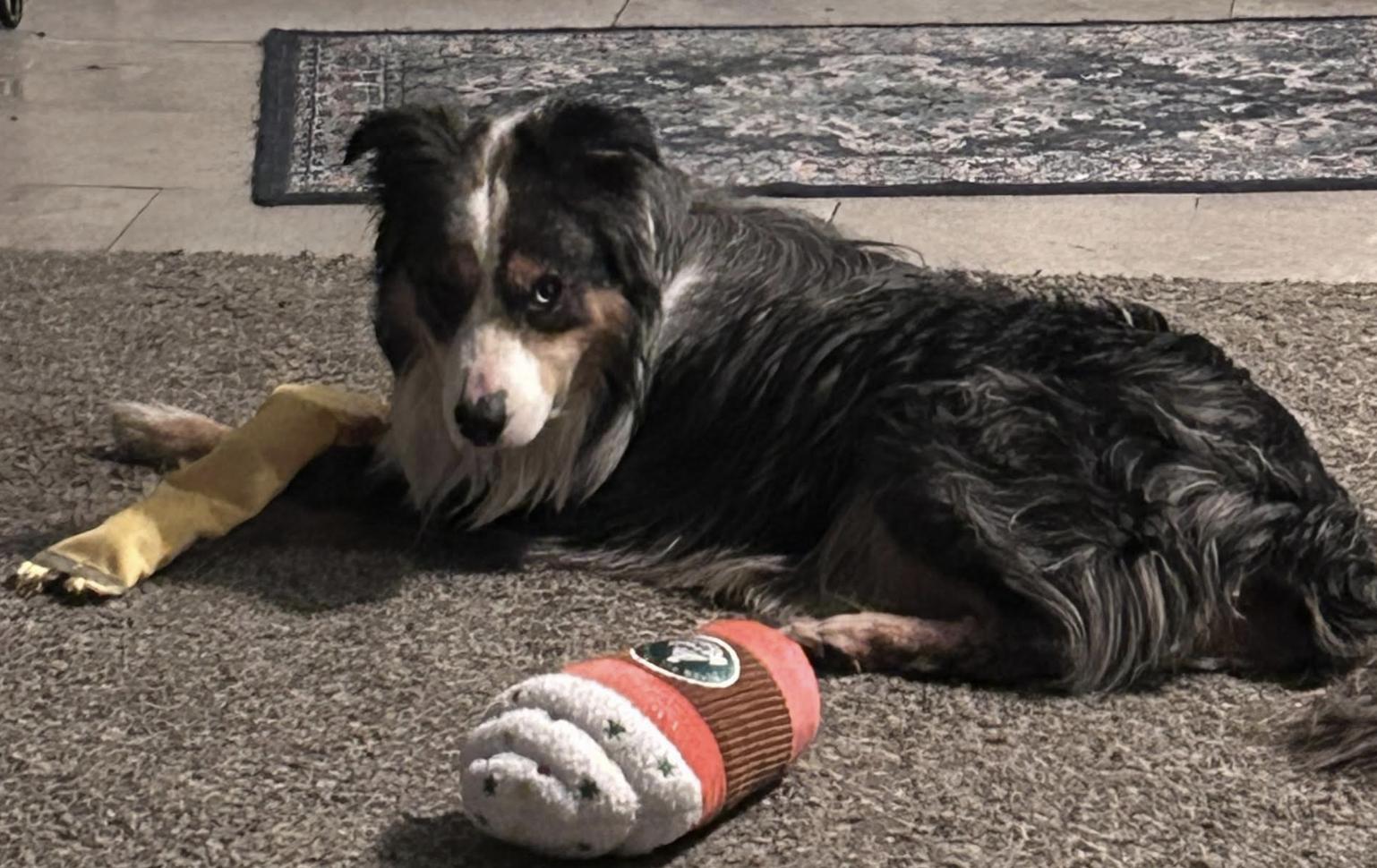 Ian Morgan, Adoptable, Adult Male Australian Shepherd.