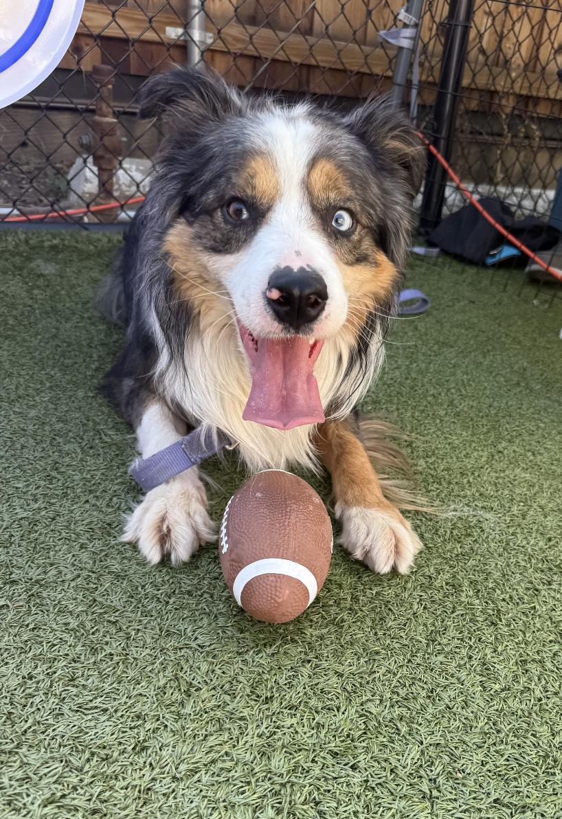 Enlarge Ian Morgan, a Adoptable mixed breed in Arlington, TX image 2/4