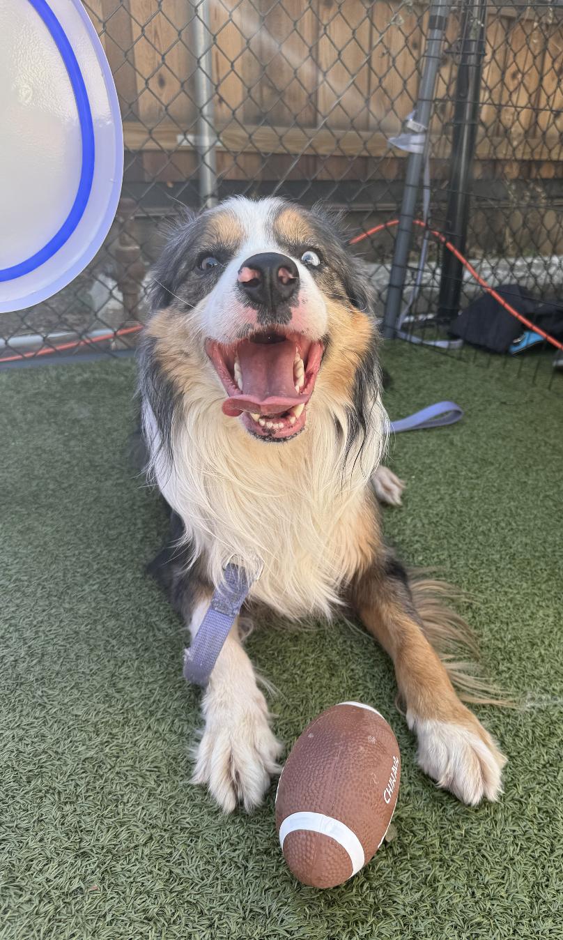 Enlarge Ian Morgan, a Adoptable mixed breed in Arlington, TX image 3/6