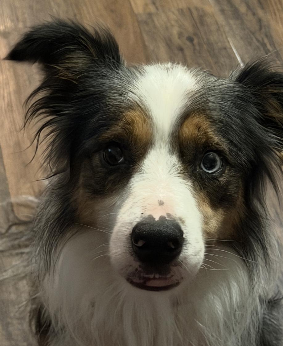 Enlarge Ian Morgan, a Adoptable mixed breed in Arlington, TX image 2/6