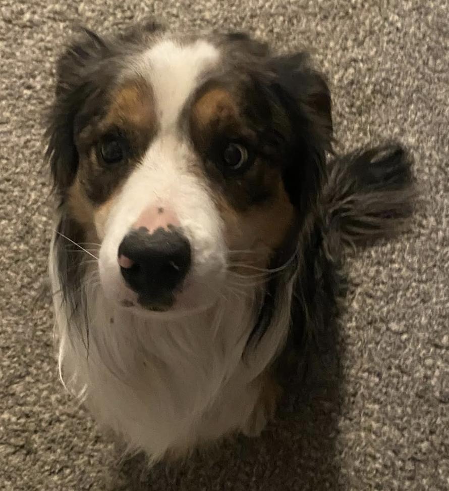 Enlarge Ian Morgan, a Adoptable mixed breed in Arlington, TX image 4/4