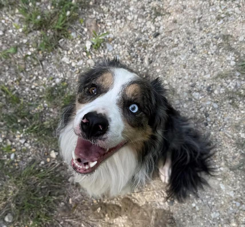 Enlarge Ian Morgan, a Adoptable mixed breed in Arlington, TX image 5/6