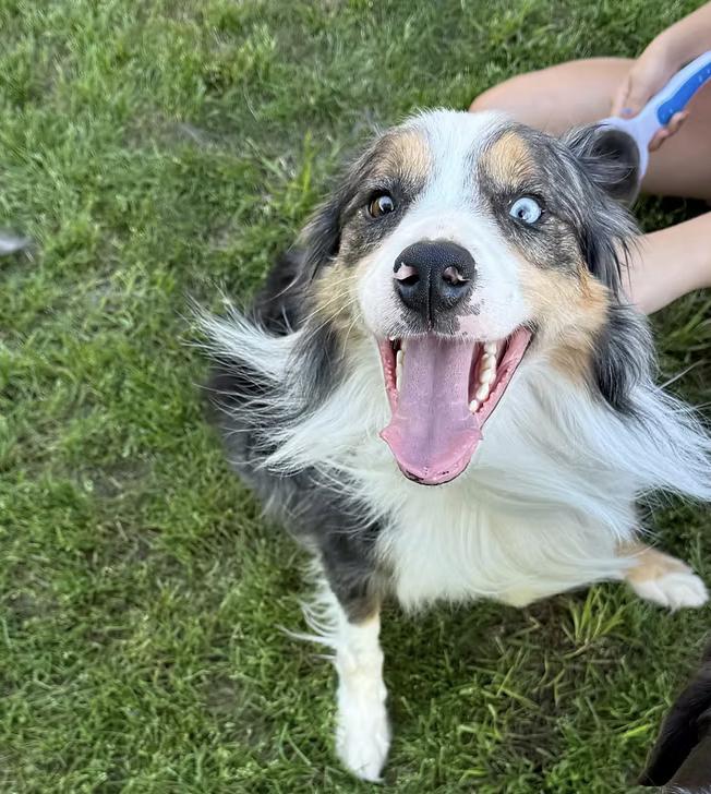 Enlarge Ian Morgan, a Adoptable mixed breed in Arlington, TX image 6/6