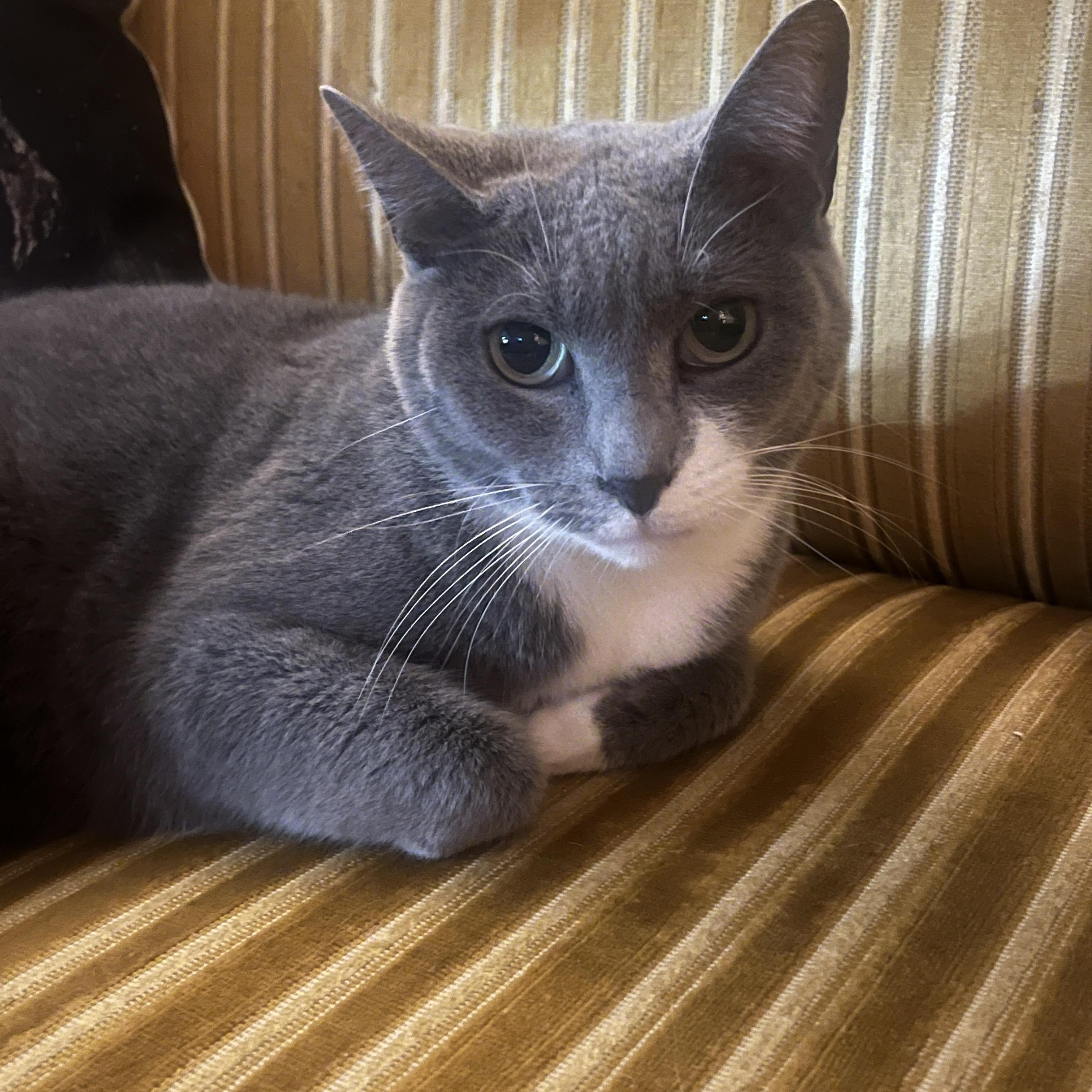 Enlarge Cotton, a Adoptable mixed breed in New Blaine, AR image 1/4