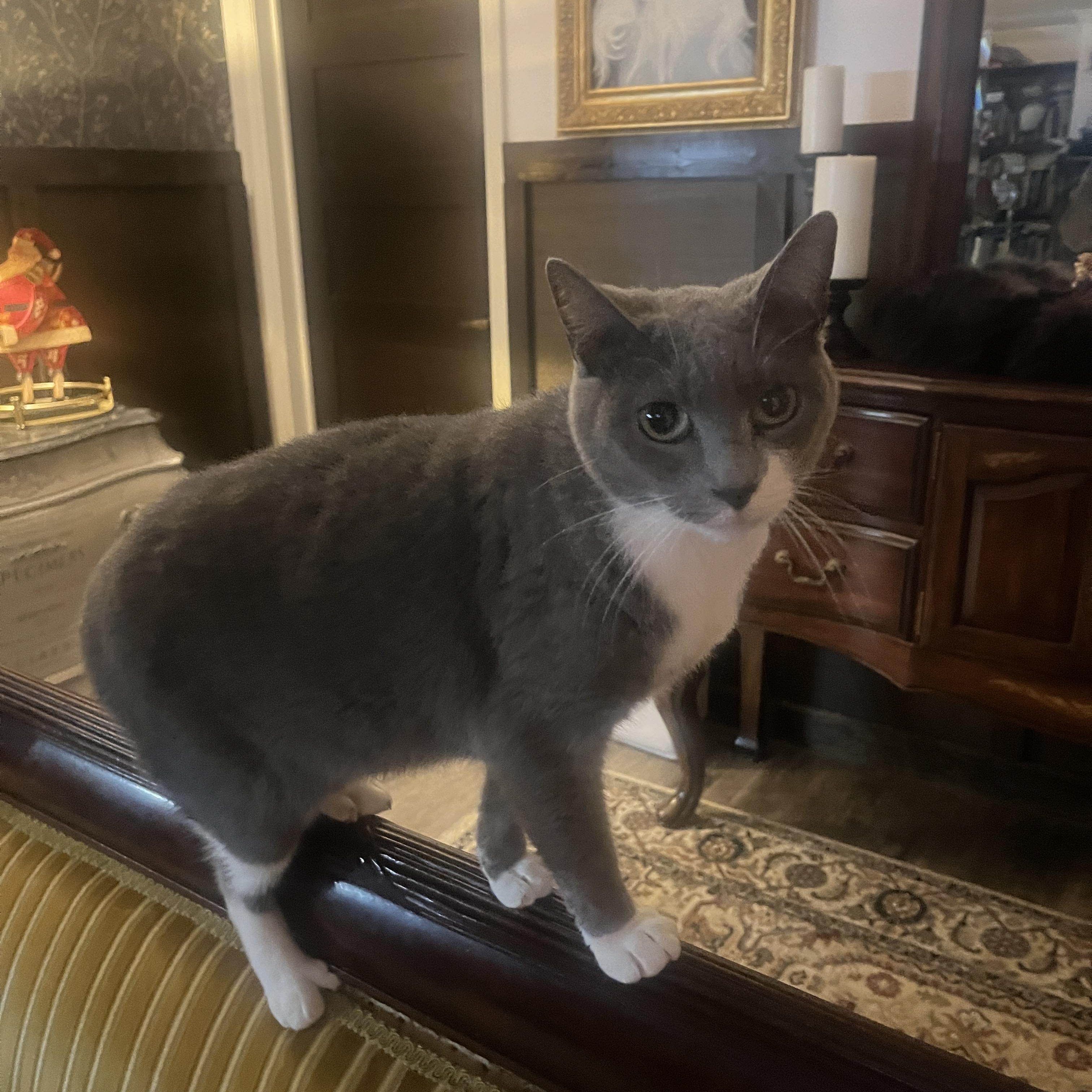 Enlarge Cotton, a Adoptable mixed breed in New Blaine, AR image 2/4