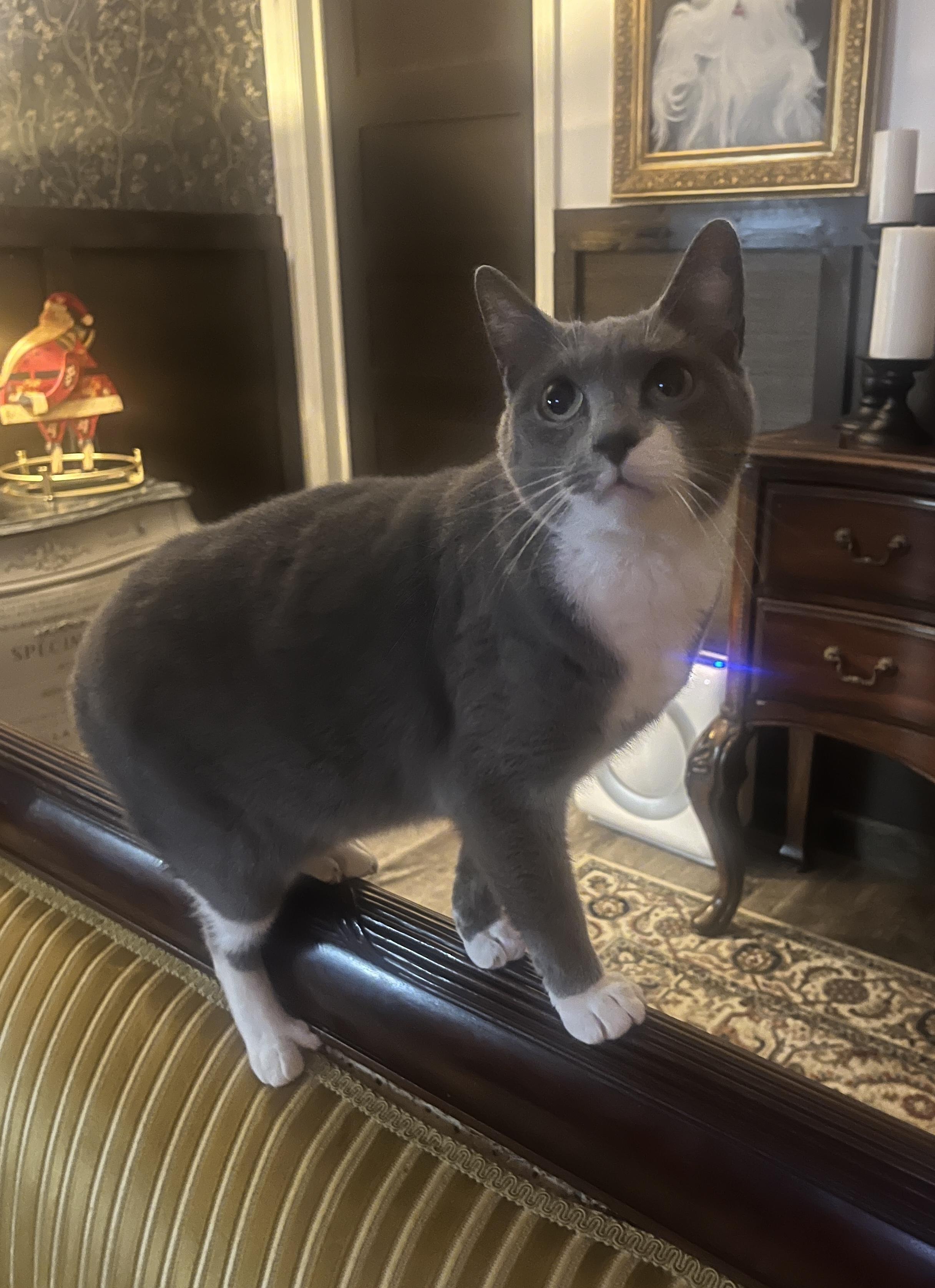 Enlarge Cotton, a Adoptable mixed breed in New Blaine, AR image 3/4