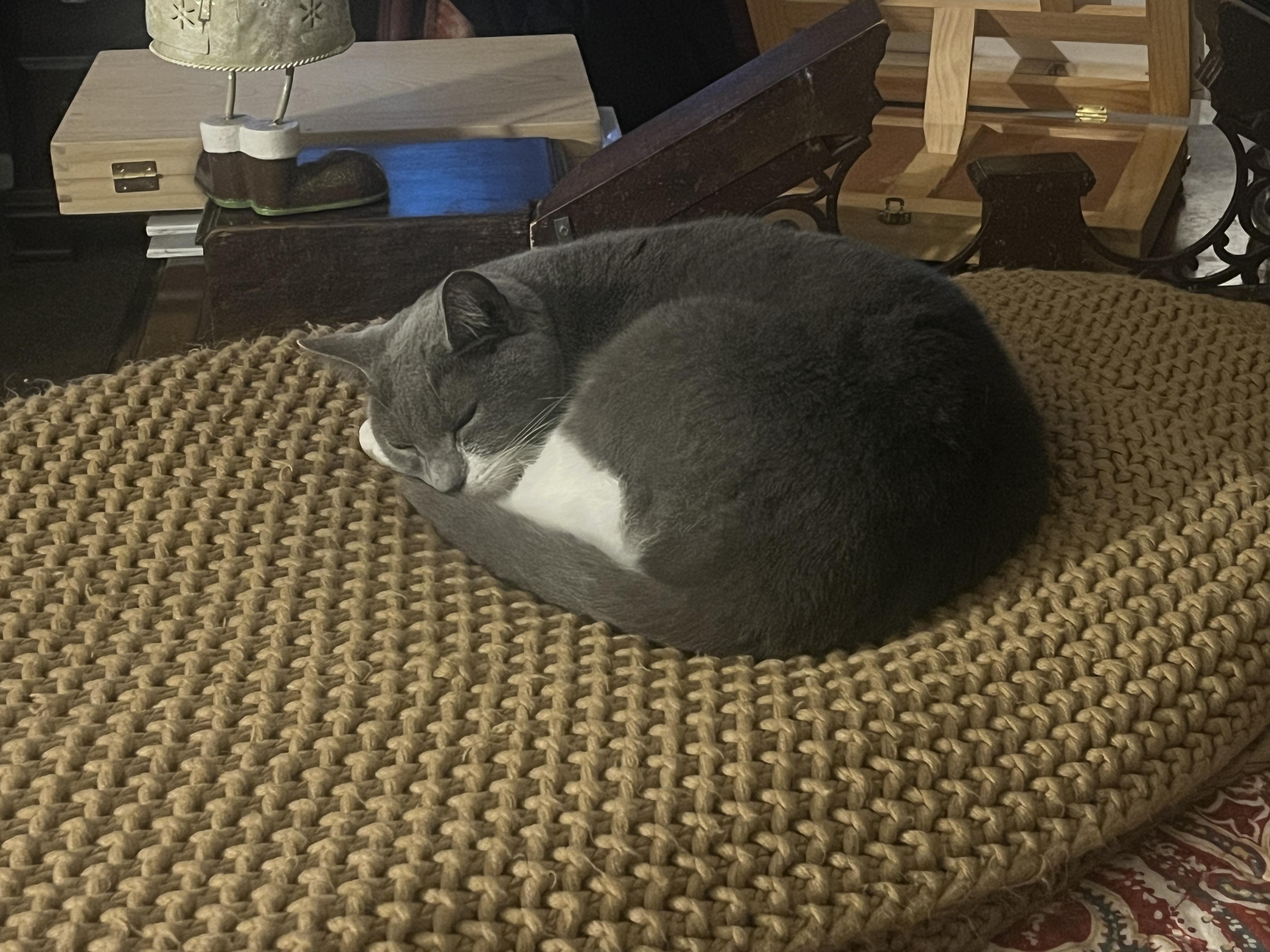 Enlarge Cotton, a Adoptable mixed breed in New Blaine, AR image 4/4