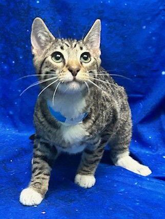 251889 Brighton — thumbnail 2