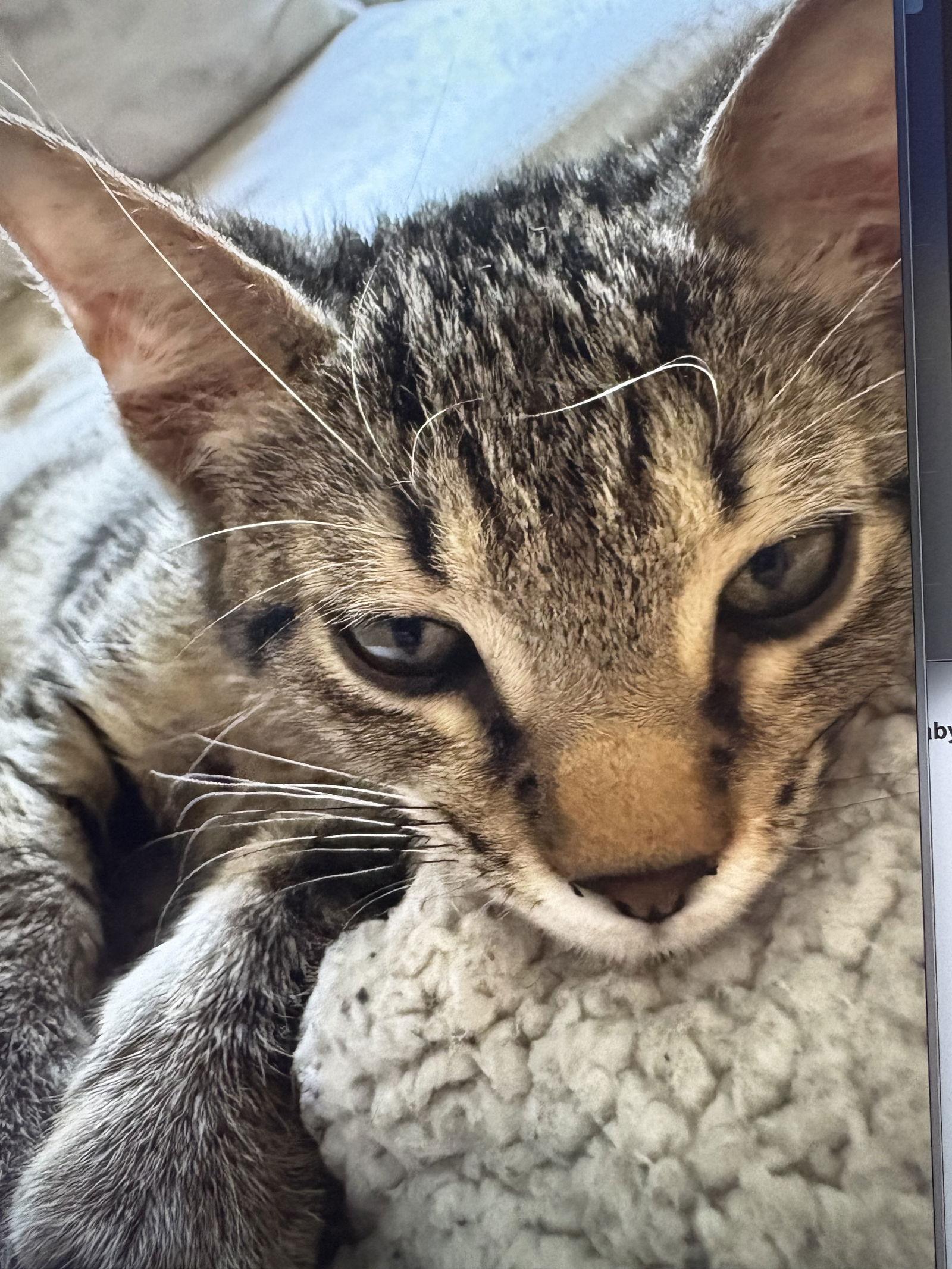 Hex, Adopted, Kitten Male Domestic Short Hair & Tabby.