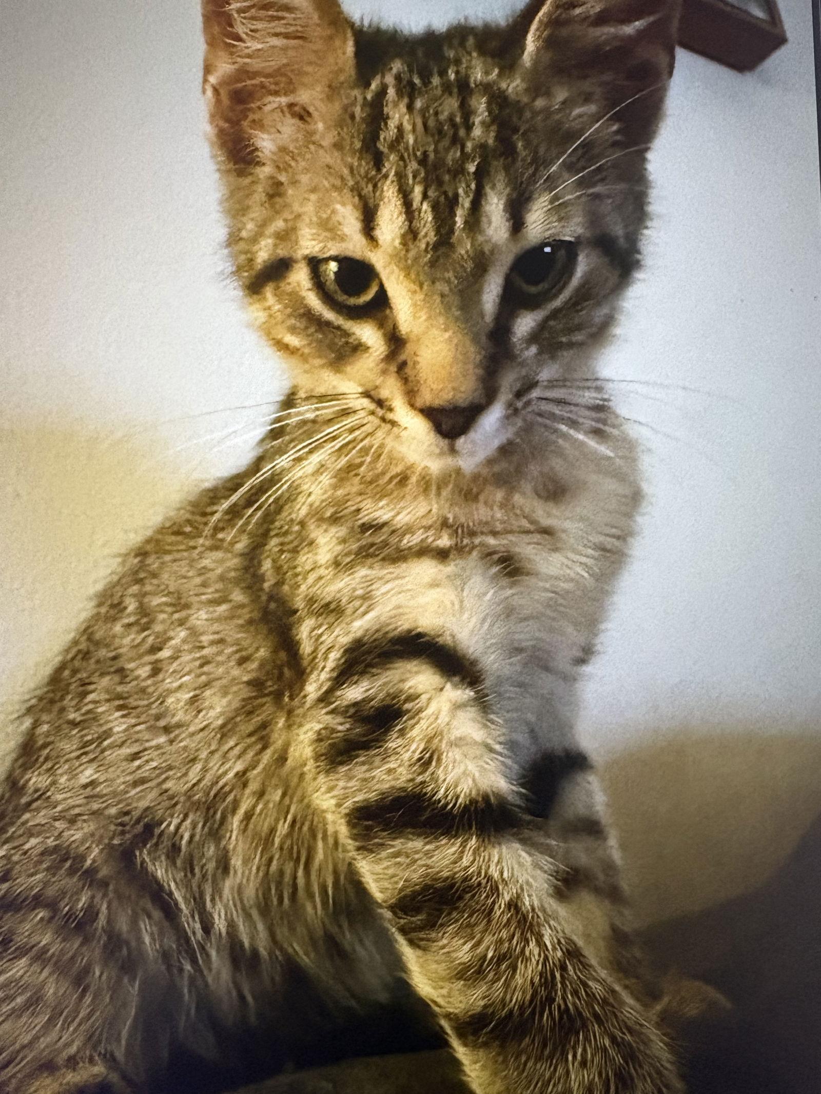 Enlarge Hex, a Adopted mixed breed in West Palm Beach, FL image 2/3