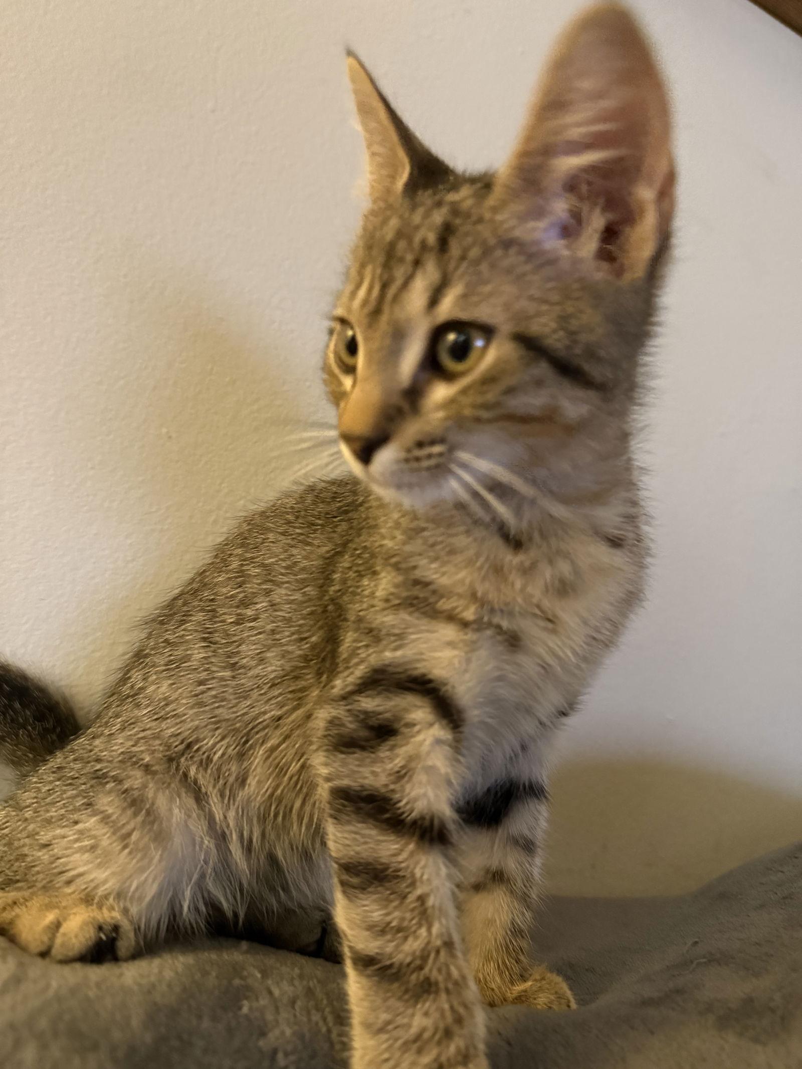 Enlarge Hex, a Adopted mixed breed in West Palm Beach, FL image 3/3