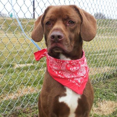 Jack, Adoptable, Adult Male Mixed Breed.