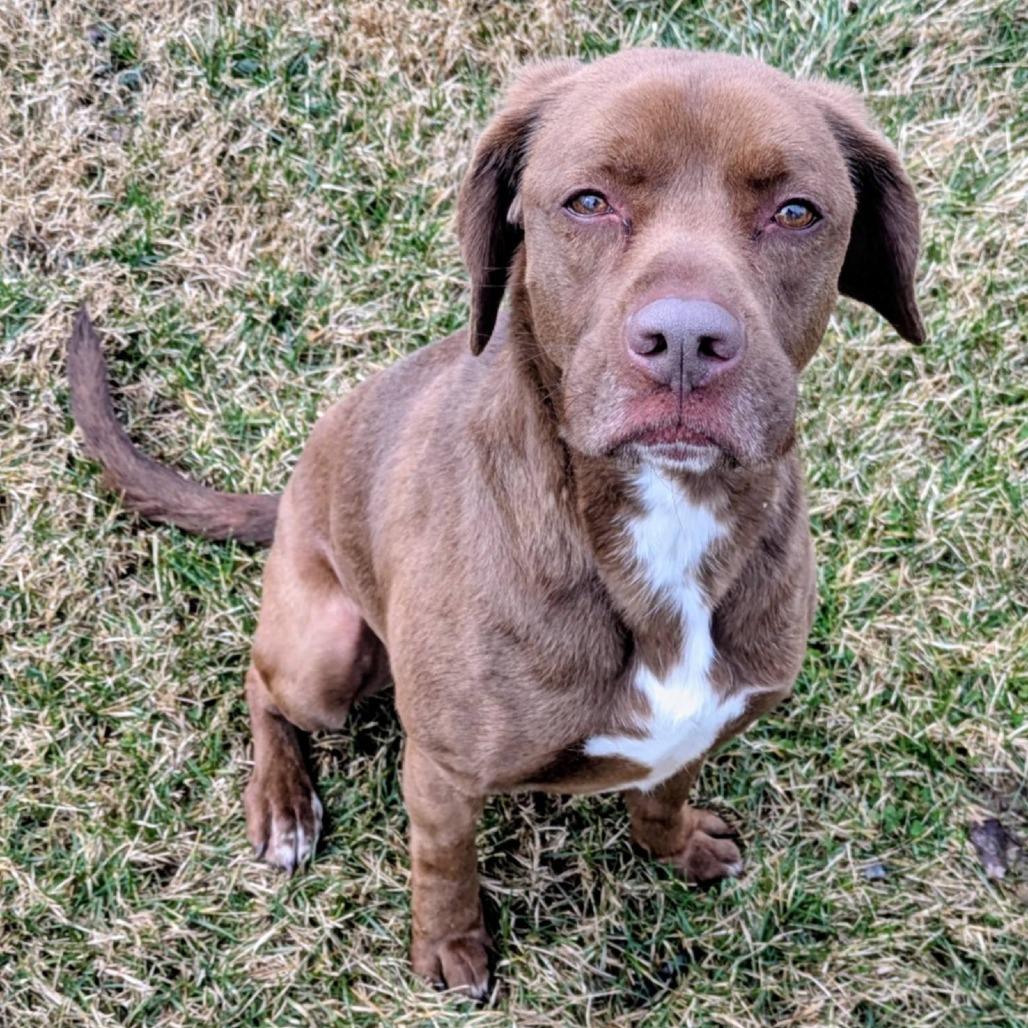 Jack, a Adoptable Mixed Breed in Jeffersonville, IN image 2/5