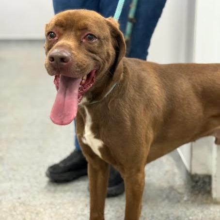 Jack, a Adoptable Mixed Breed in Jeffersonville, IN image 4/5