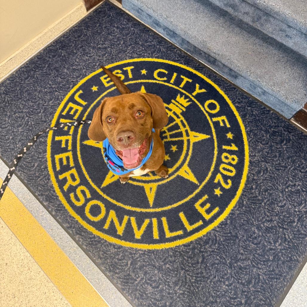 Enlarge Jack, a Adoptable Mixed Breed in Jeffersonville, IN image 5/6