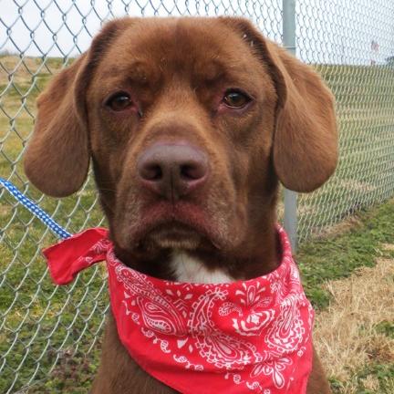 Jack, a Adoptable Mixed Breed in Jeffersonville, IN image 5/5