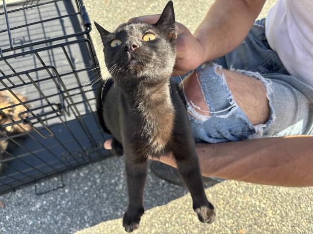 AQUATA, Adoptable, Kitten Female Domestic Short Hair.