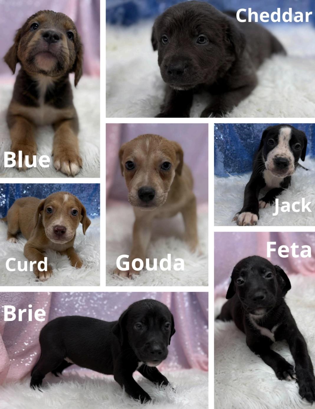 Enlarge Gouda, a Adoptable mixed breed in Cedarburg, WI image 2/2