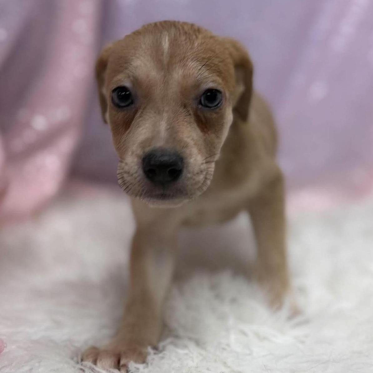 Gouda, Adoptable, Puppy Female Retriever & Mixed Breed.