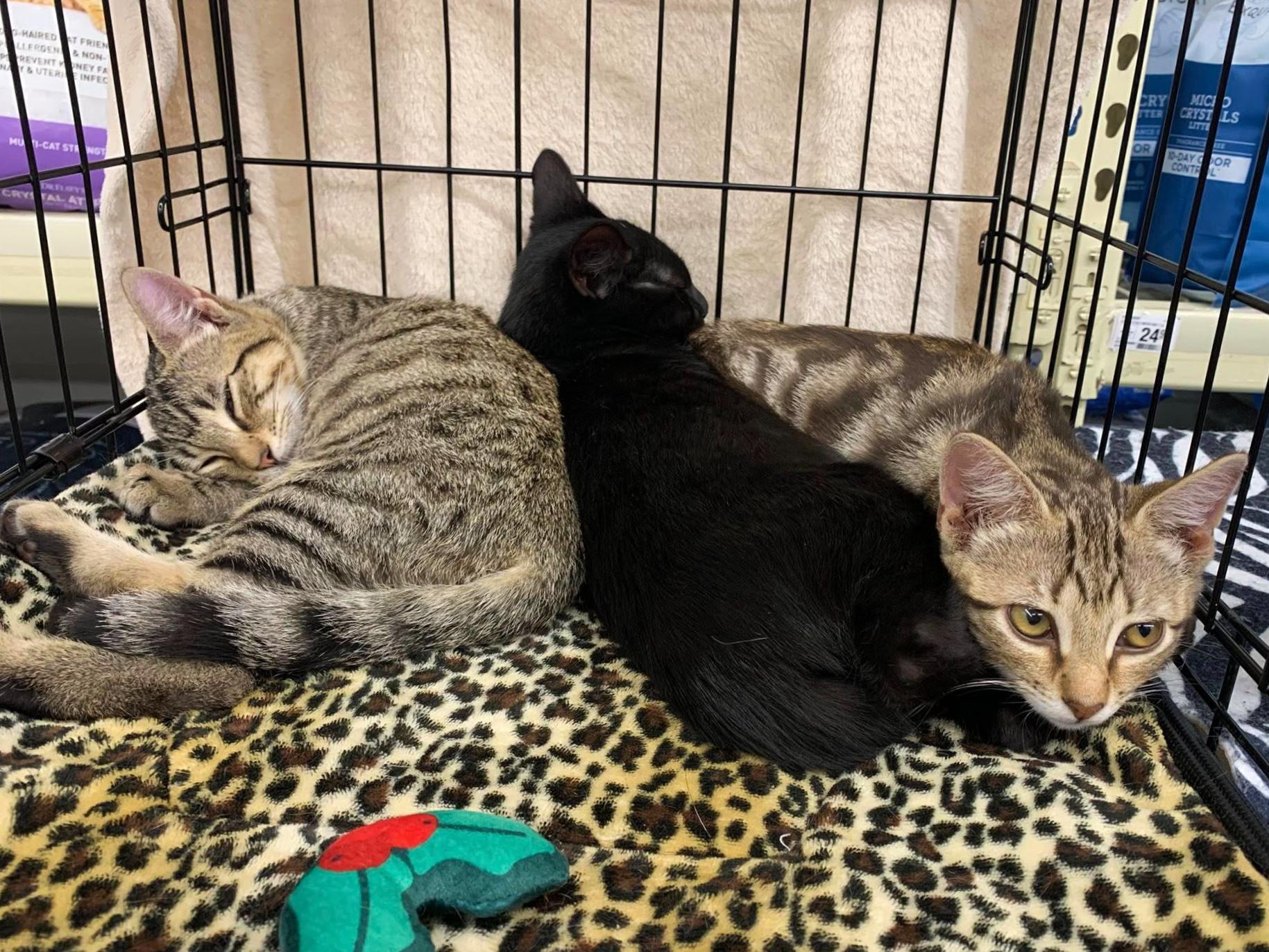 Binx, a ADOPTABLE Domestic Short Hair in College Station, TX image 1/5