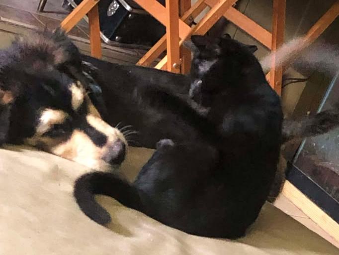 Binx, a ADOPTABLE Domestic Short Hair in College Station, TX image 2/5