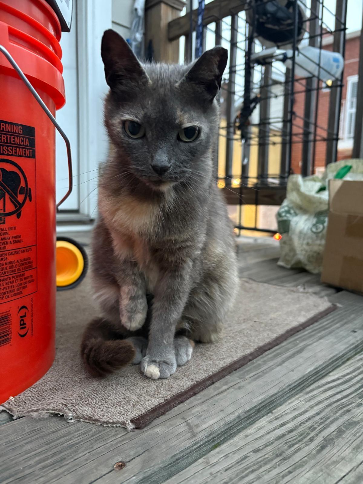 Enlarge Cindy, a Adoptable American Shorthair in Brooklyn, NY image 2/3