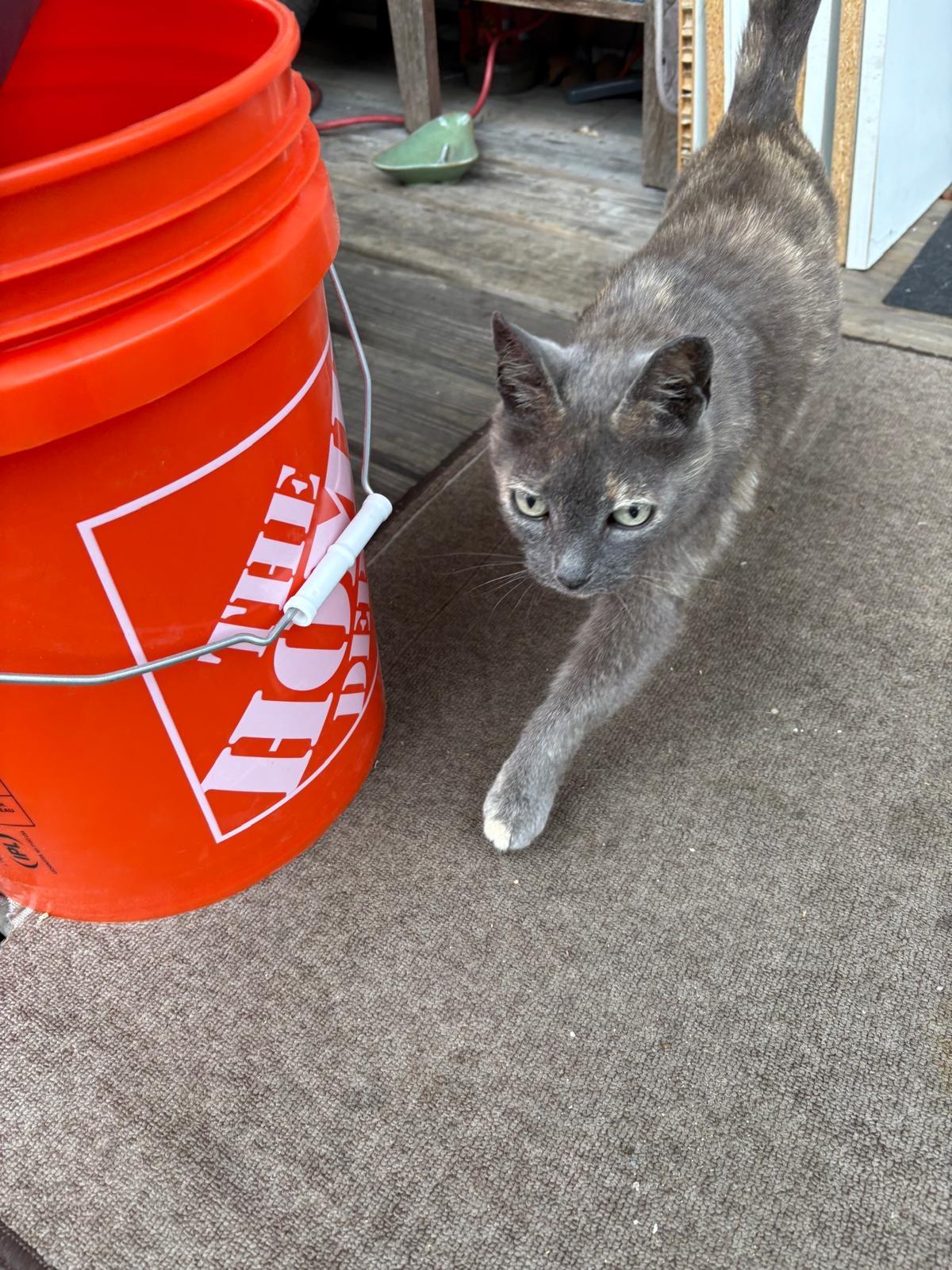 Enlarge Cindy, a Adoptable American Shorthair in Brooklyn, NY image 3/3